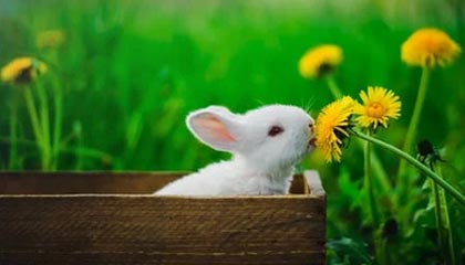 v体育下载-DRG中路抓住Ming沈梦溪机会，中路一波零换二挽回颓势